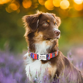 Coleira para Cachorros Personalizada